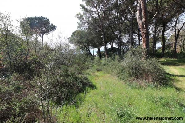 Terreny a la urbanització Llac dels Cignes